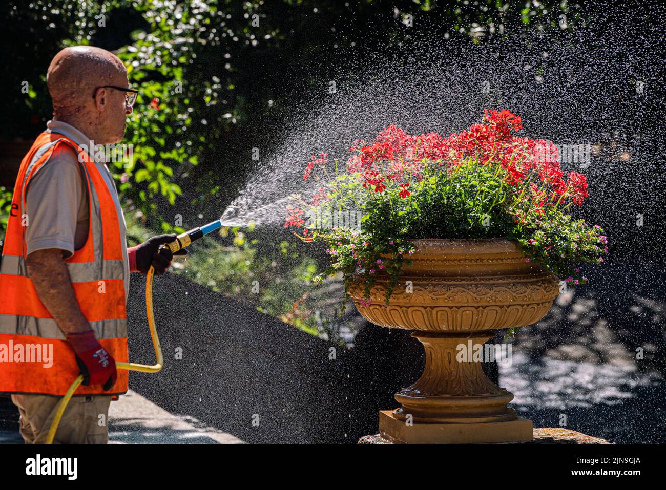 Putney London, UK. 10 August 2022  . A parks attendant in Bishop's Park, Putney sprays water  with a hosepipe on to a large pot of begonias as London experiences  sweltering heat. Thames Water is set to introduce a hosepipe which  will hit 15 million people in London and south-east England and could last until October.  The Met Office has issued an amber extreme heat warning for southern and central England and parts of Wales from Thursday until Sunday as temperatures are expected to reach up to 35C in some parts of the country Credit. amer ghazzal/Alamy Live News Stock Photo