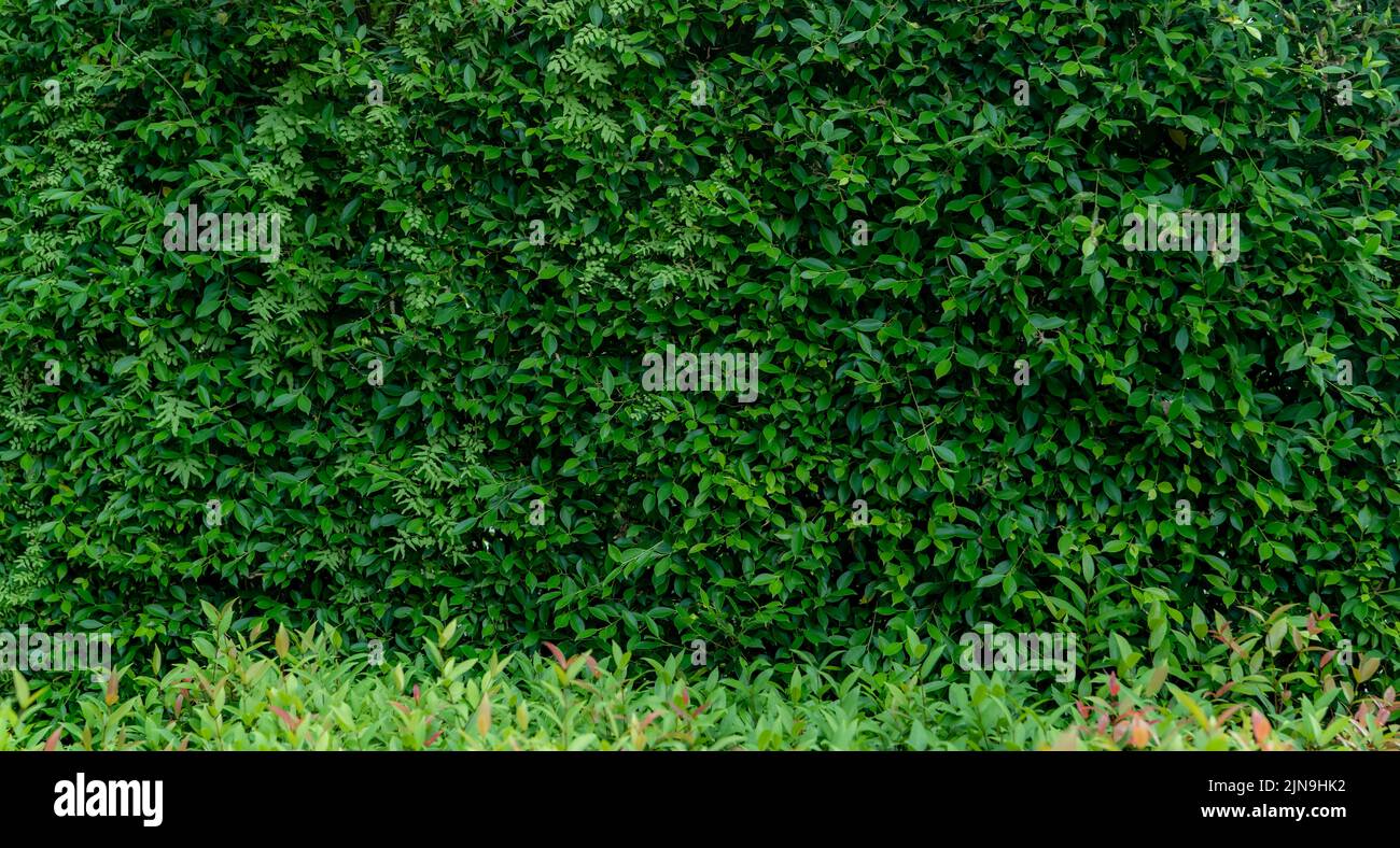 Small green leaves in hedge wall texture background. Closeup green