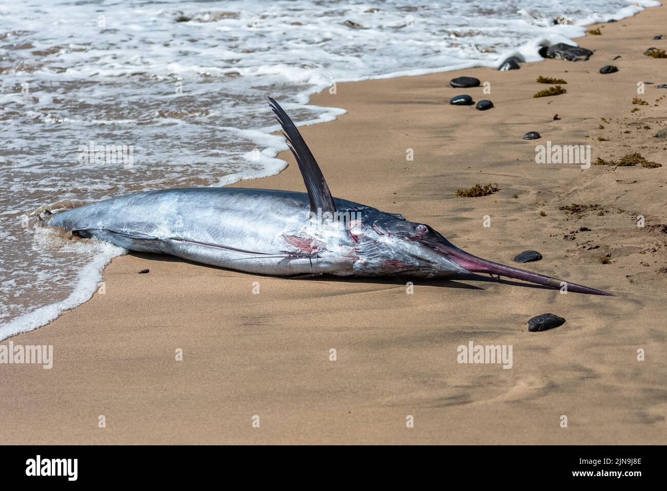 Swordfish on a beach, Sao Tome and Principe, fishermans village Stock