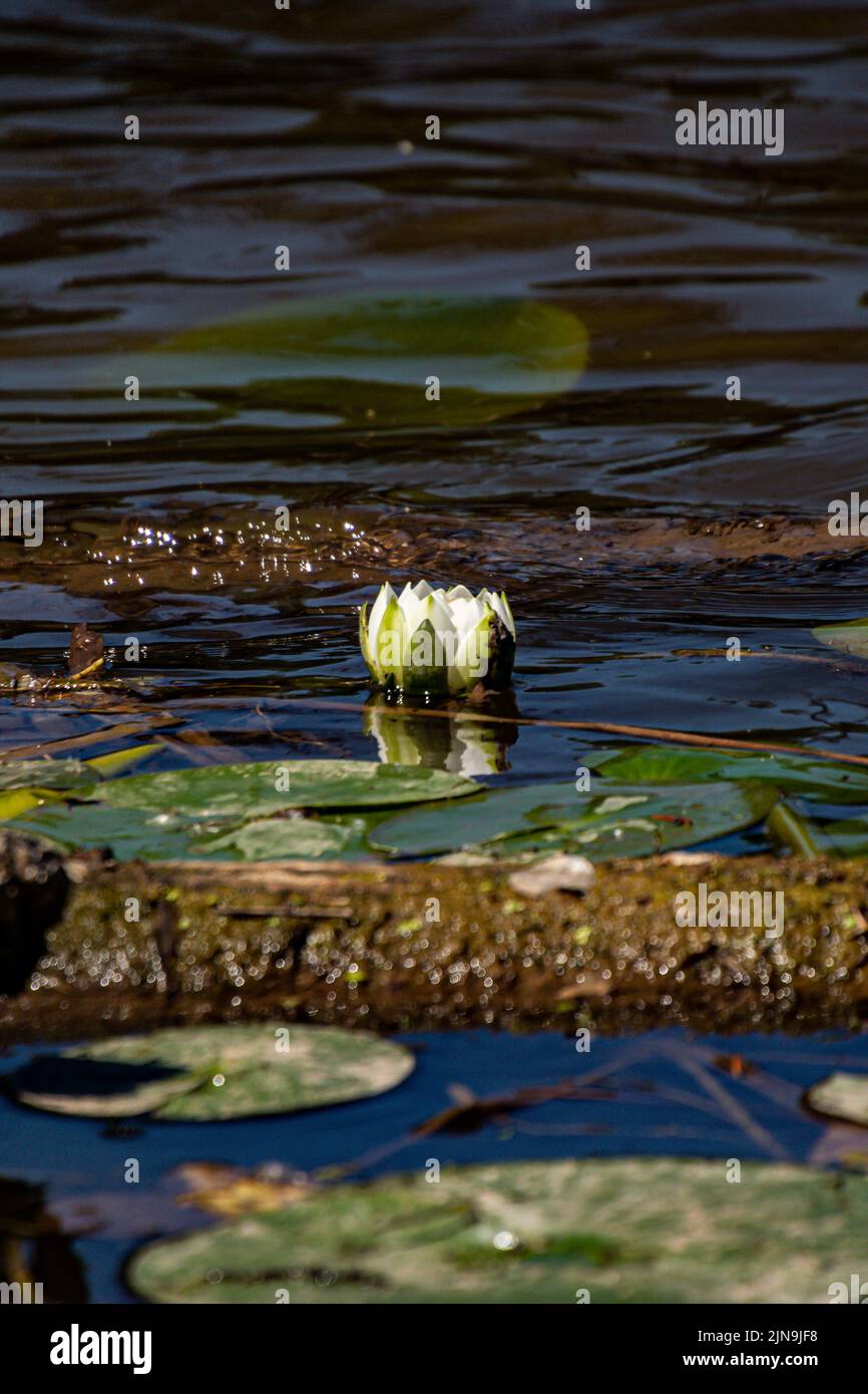 The Water Lilly Lotus and pads in Lake Ontario, Canada Stock Photo