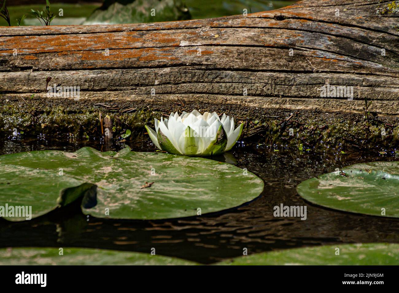 The Water Lilly Lotus and pads in Lake Ontario, Canada Stock Photo