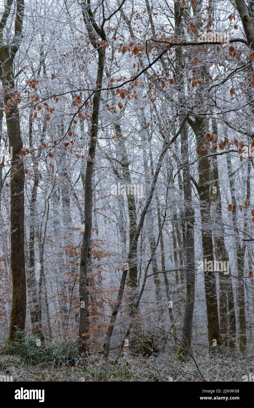 France, Cher, Berry, Morogues, Foret de la Borne, Borne forest in winter with frost // France, Cher (18), Berry, Morogues, forêt de la Borne en hiver Stock Photo