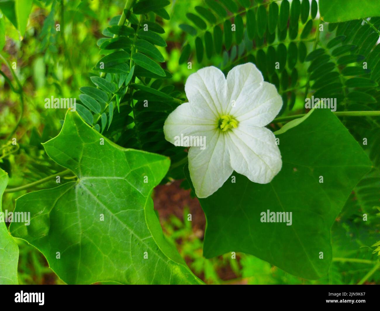 A White Cocciniagran flower are blooming Stock Photo