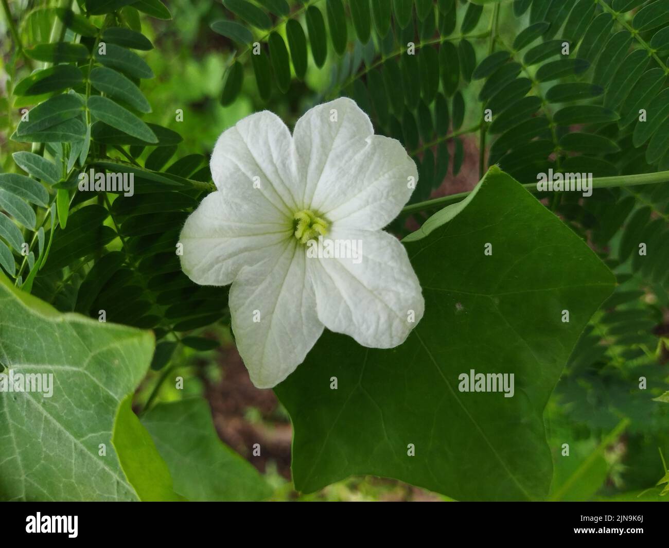 A White Cocciniagran flower are blooming Stock Photo