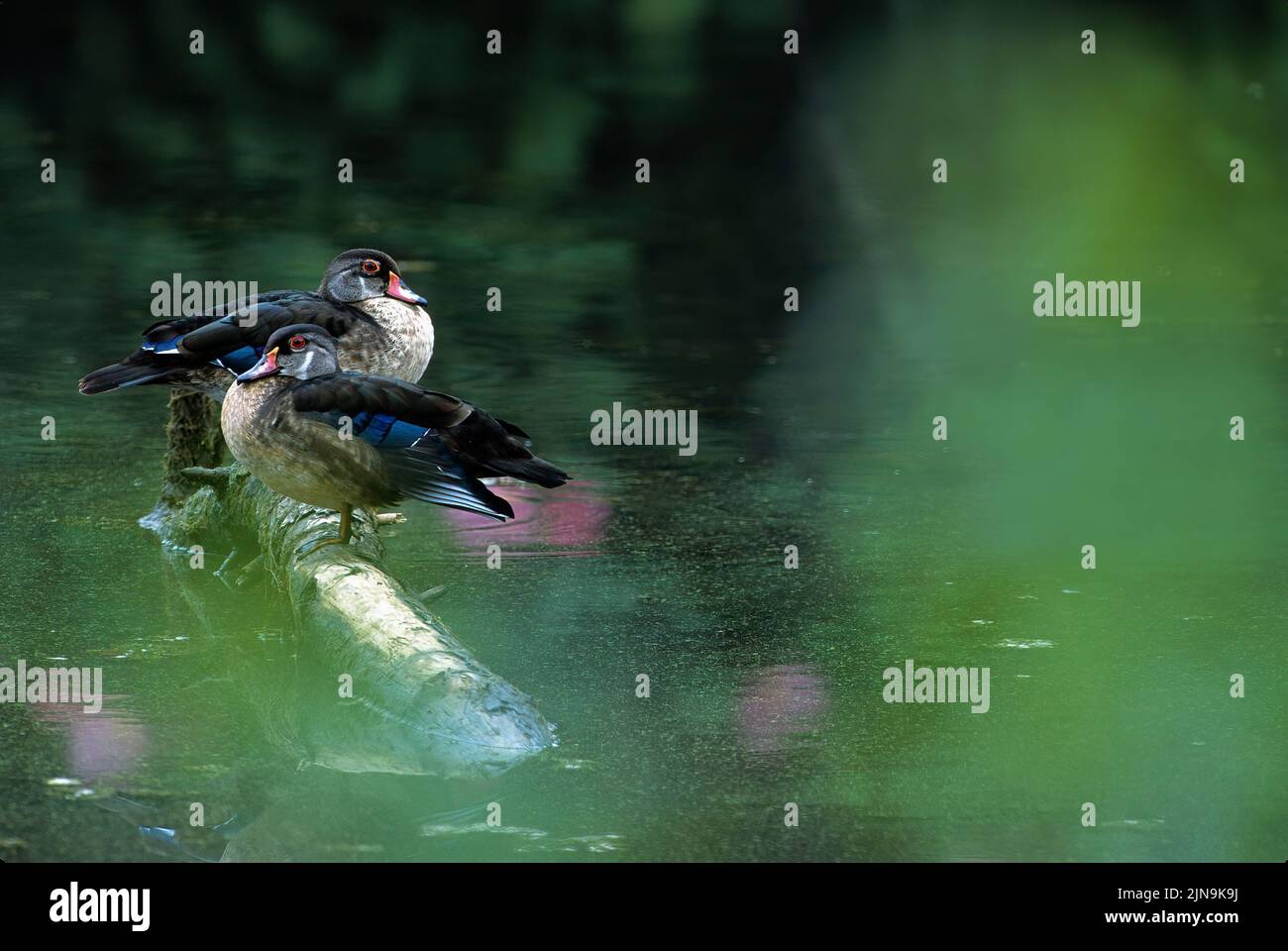 Two drake wood ducks in eclipse plumage resting on summer pond with reflections of swamp rose mallow blossoms Jamaica Bay, Gateway August 05 53.2 MB ( Stock Photo