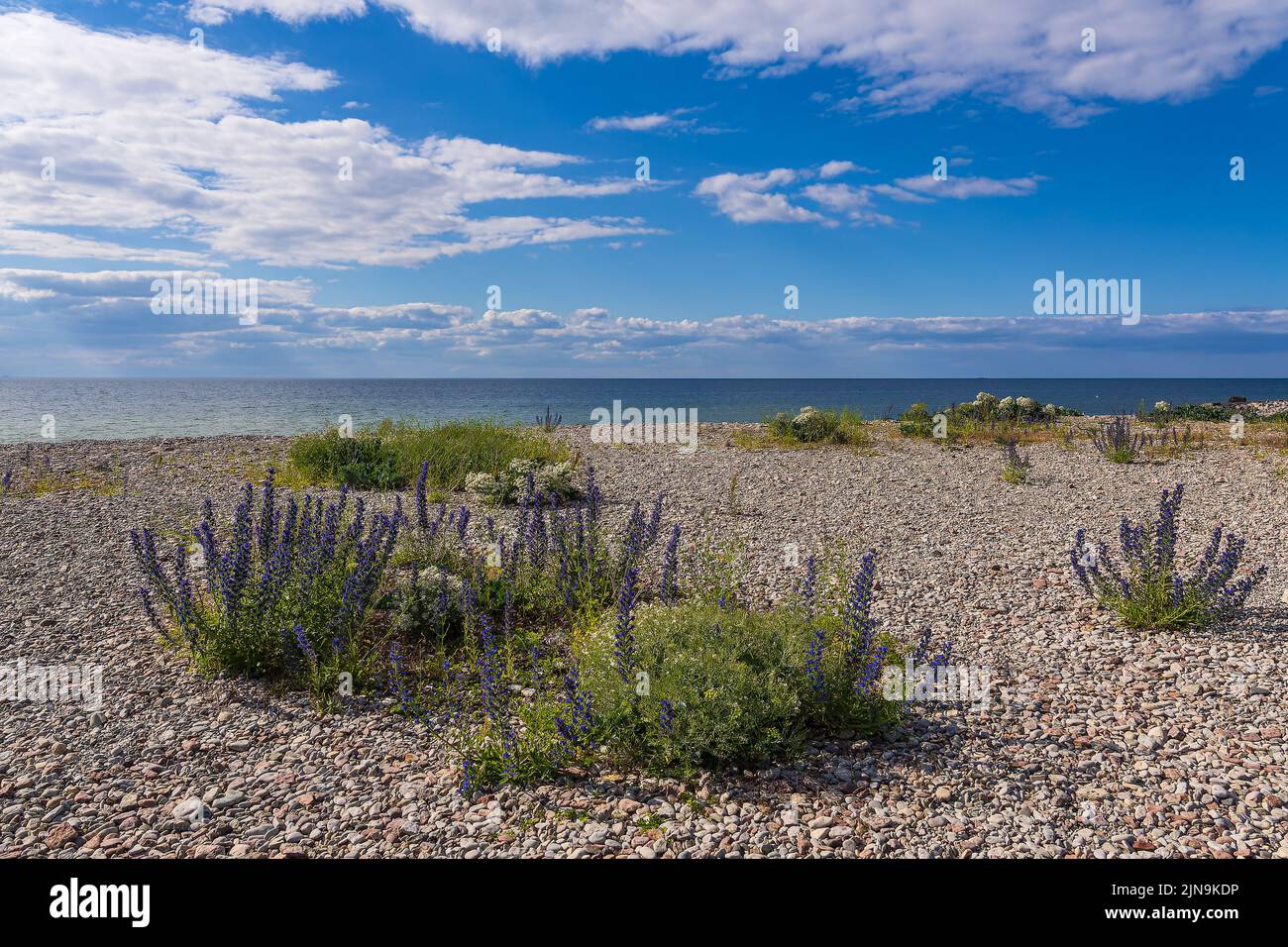 Peebles field Neptuni Åkrar on shore of the Baltic Sea on the island Öland in Sweden. Stock Photo