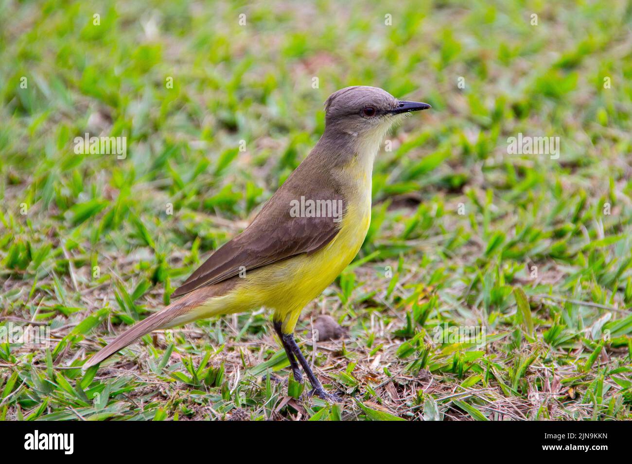I saw you very popular brazilian bird Stock Photo