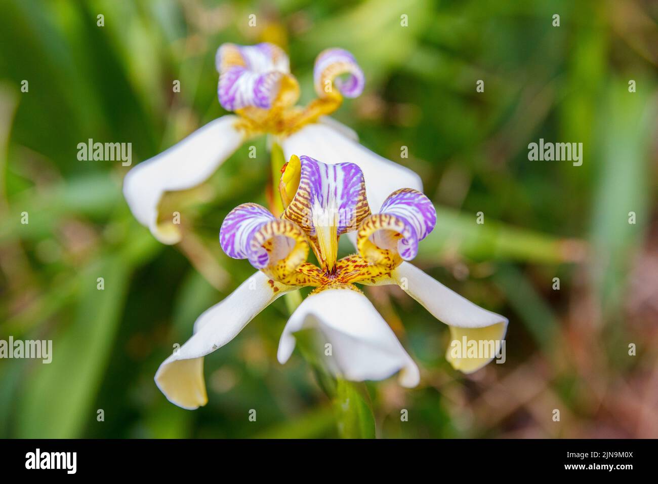 plant known as false iris Stock Photo