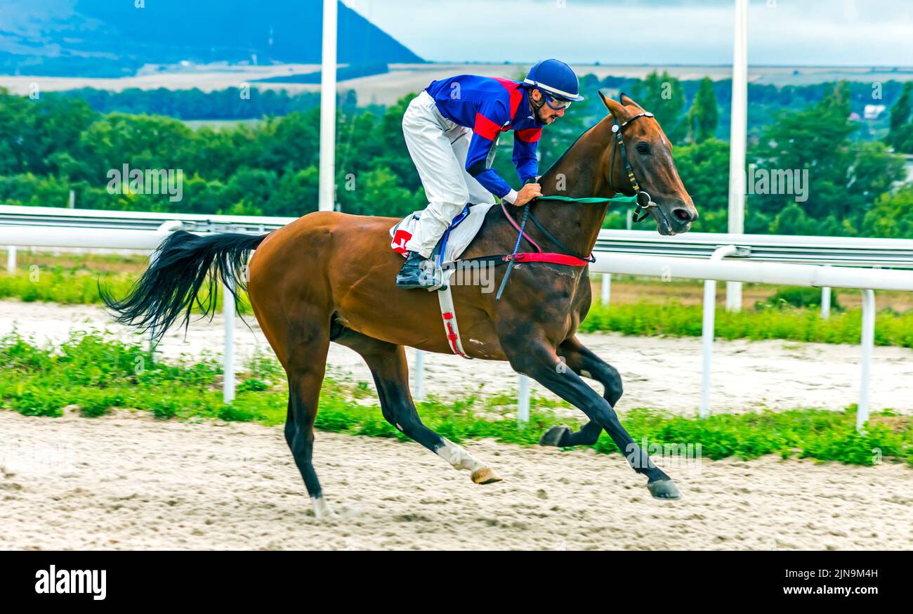Horse race for the prize Shamborant in Pyatigorsk hippodrom,Northern Caucasus Stock Photo