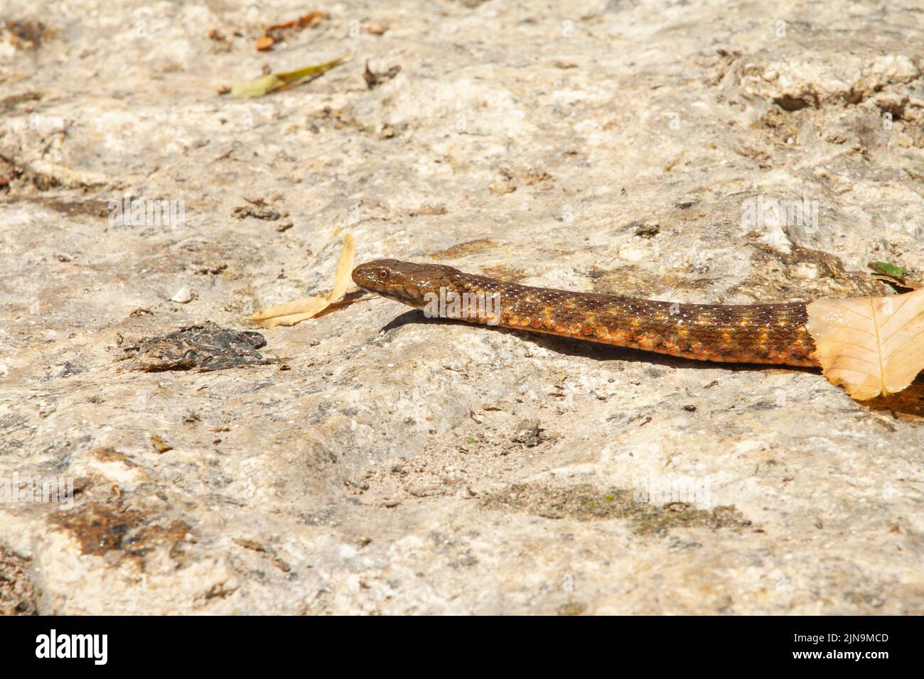A dice snake crawling on the rock Stock Photo