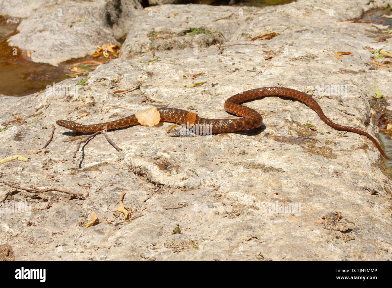 A dice snake crawling on the rock Stock Photo