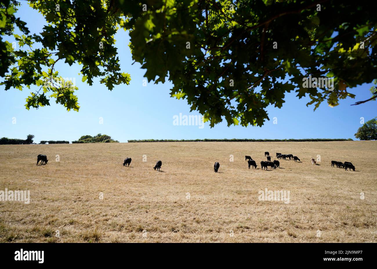 Cows eat grass in a field near to Turville Heath, Buckinghamshire as the Met Office has issued an amber warning for extreme heat covering four days from Thursday to Sunday for parts of England and Wales as a new heatwave looms. Picture date: Wednesday August 10, 2022. Stock Photo