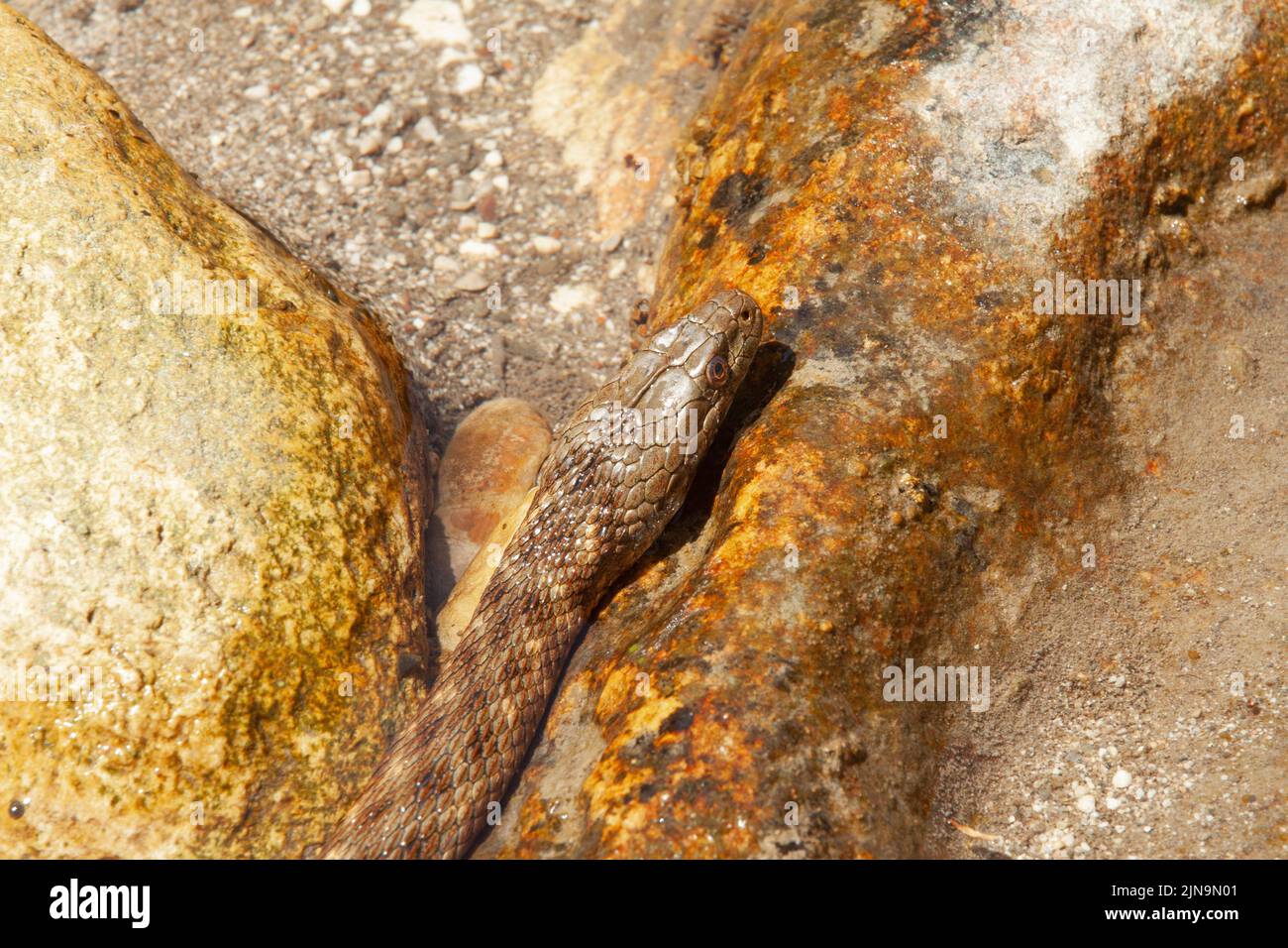Close-up of a dice snake crawling on the rock Stock Photo