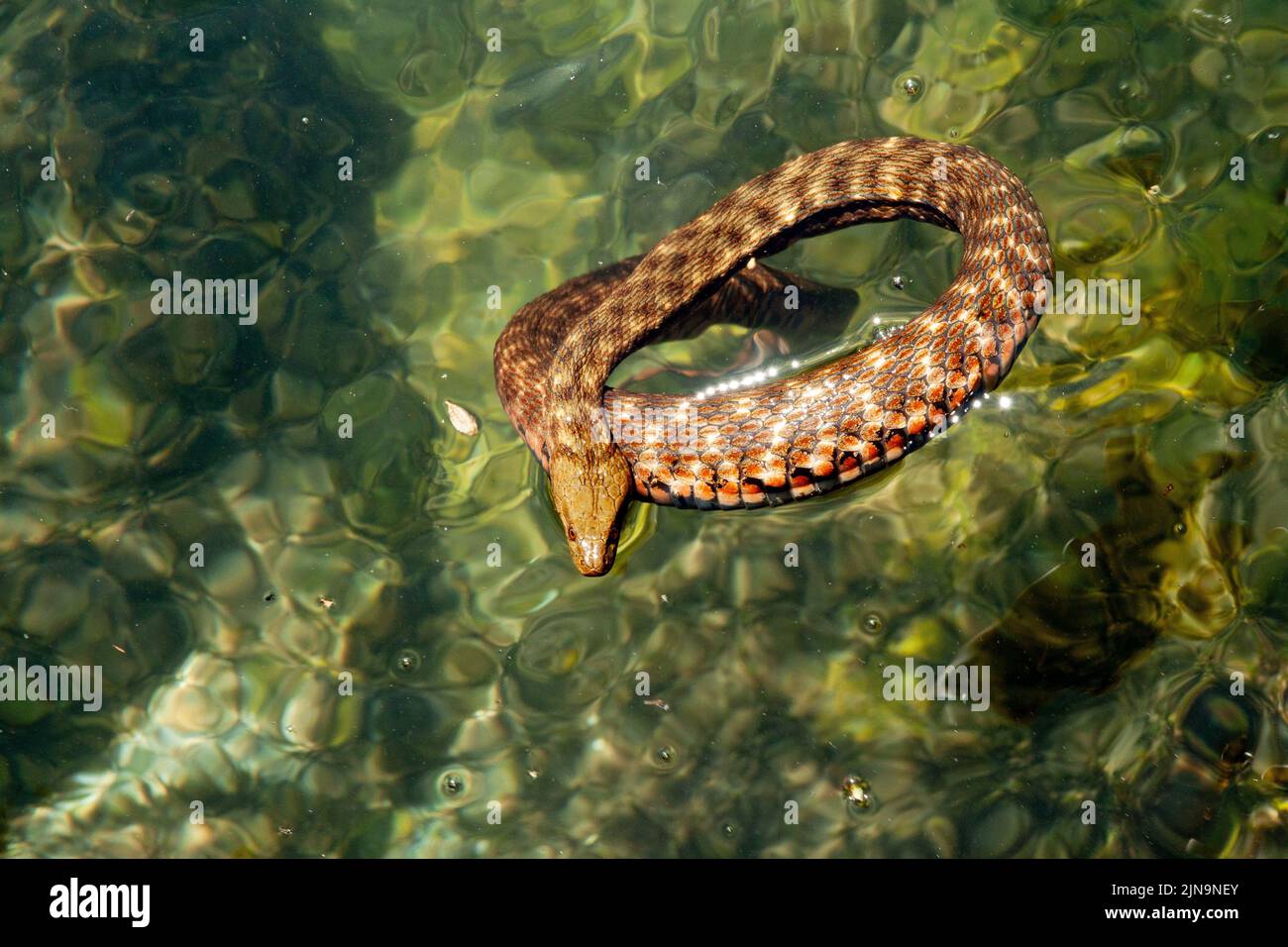 A dice snake floating in the river Stock Photo