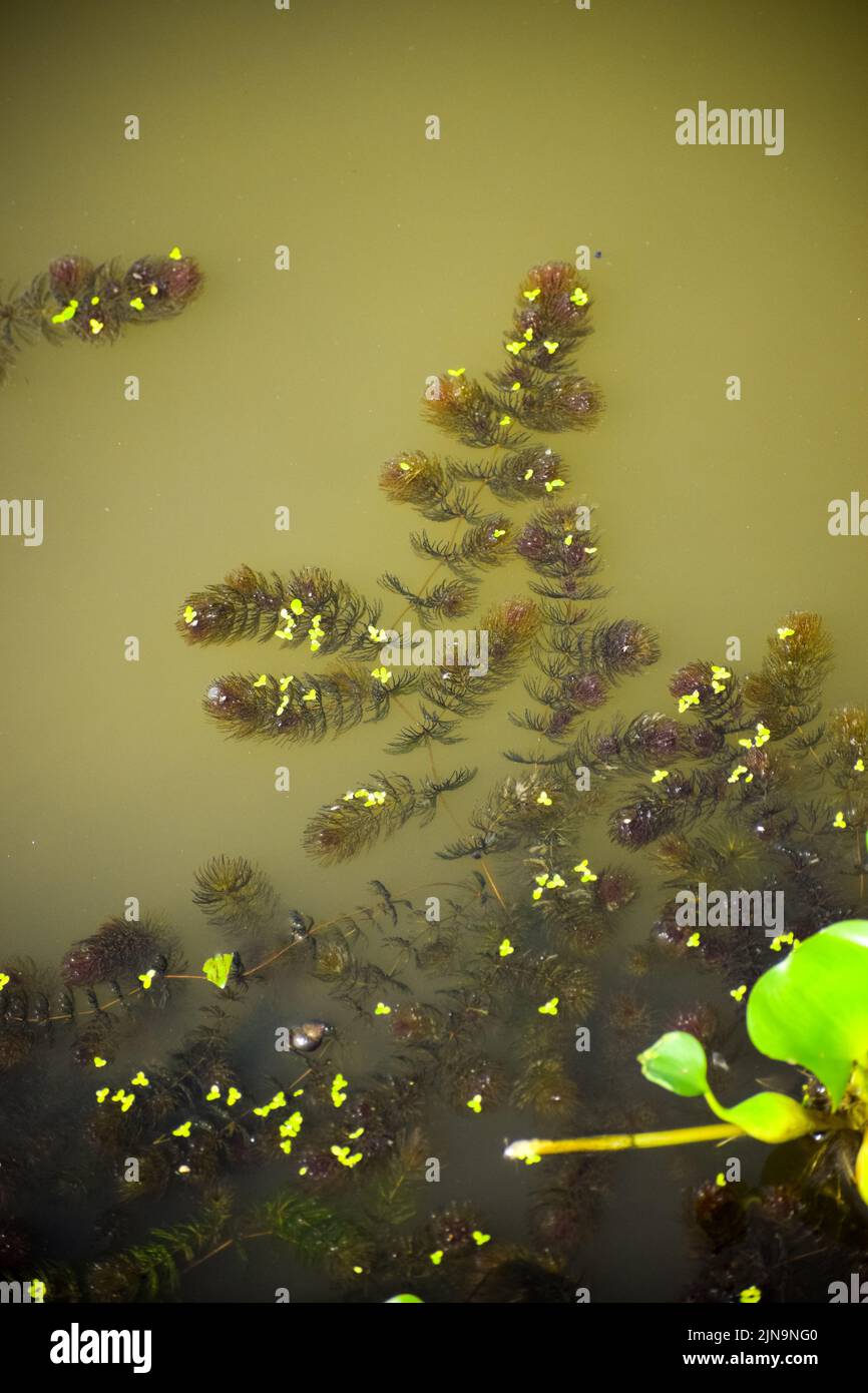 The Canadian Elodea Waterweed growing in the pond water Stock Photo