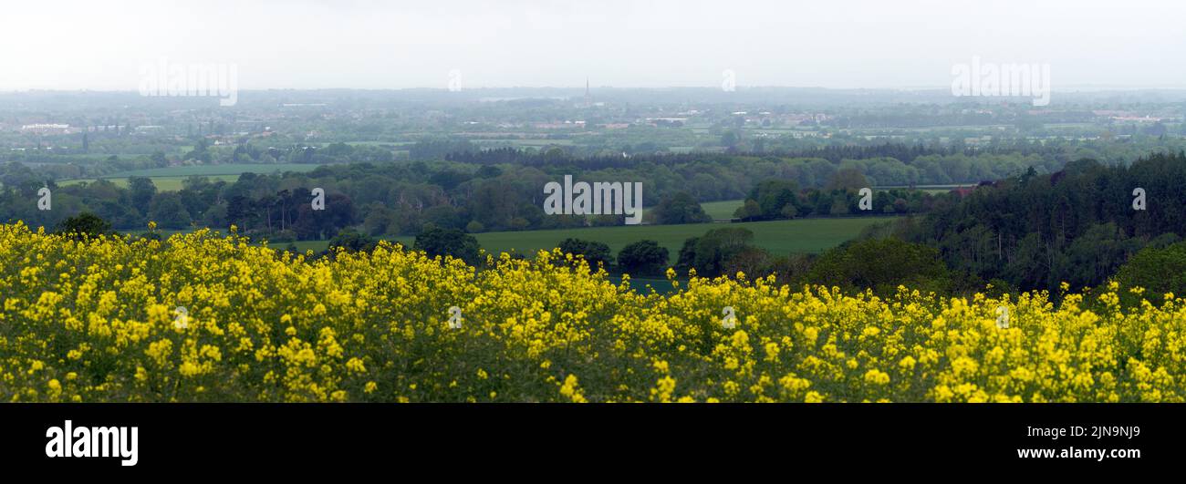 Yellow rapper at Halnaker, Chichester, West Sussex UK Stock Photo - Alamy