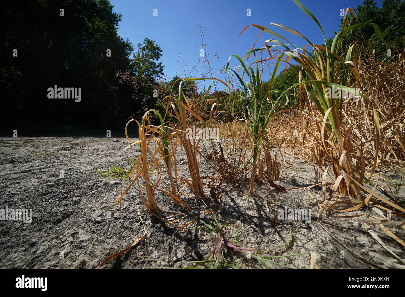 The dried bed at Heronry Pond in Wanstead Park , east London. The Met Office has issued an amber warning for extreme heat covering four days from Thursday to Sunday for parts of England and Wales as a new heatwave looms. Picture date: Wednesday August 10, 2022. Stock Photo