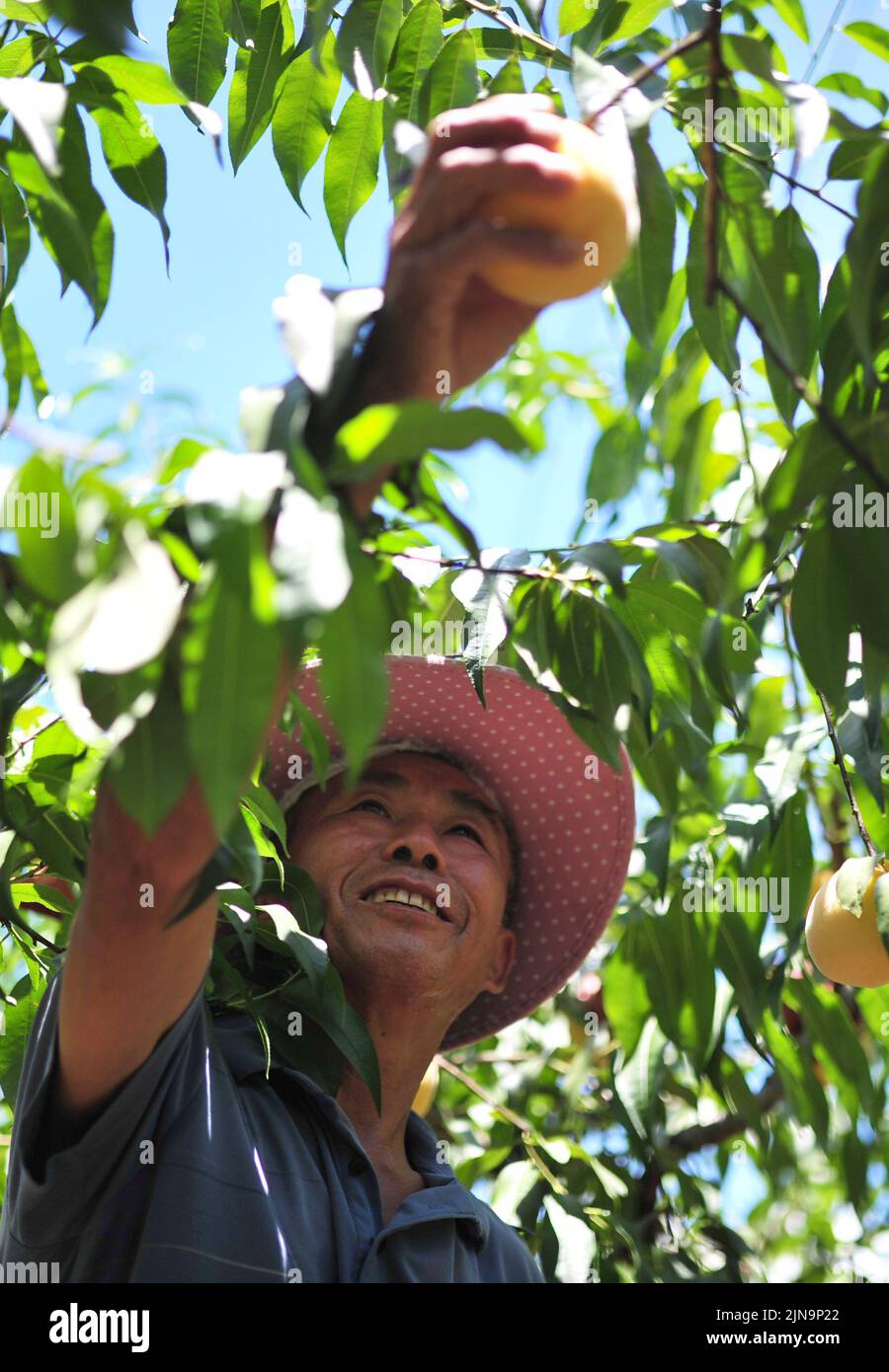 Qiandongnan, China's Guizhou Province. 10th Aug, 2022. A villager harvests peaches in Banxi Village of Tonglin Town in Qiandongnan Miao and Dong Autonomous Prefecture, southwest China's Guizhou Province, Aug. 10, 2022. Villagers in Banxi Village are busying harvesting fruits such as peaches, pears and plums amid the harvest season. Credit: Jiang Hongqi/Xinhua/Alamy Live News Stock Photo