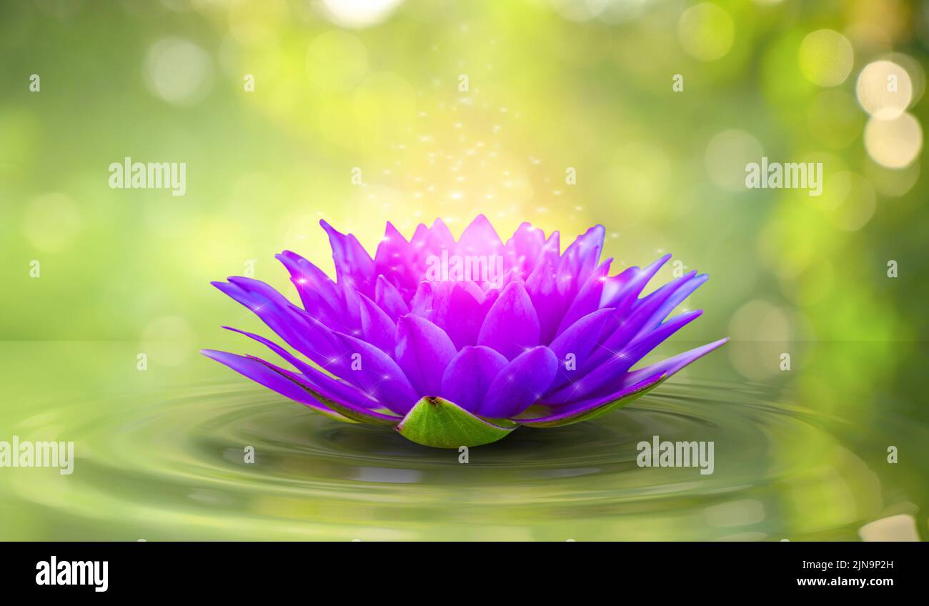 lotus white light purple floating light sparkle background Stock Photo