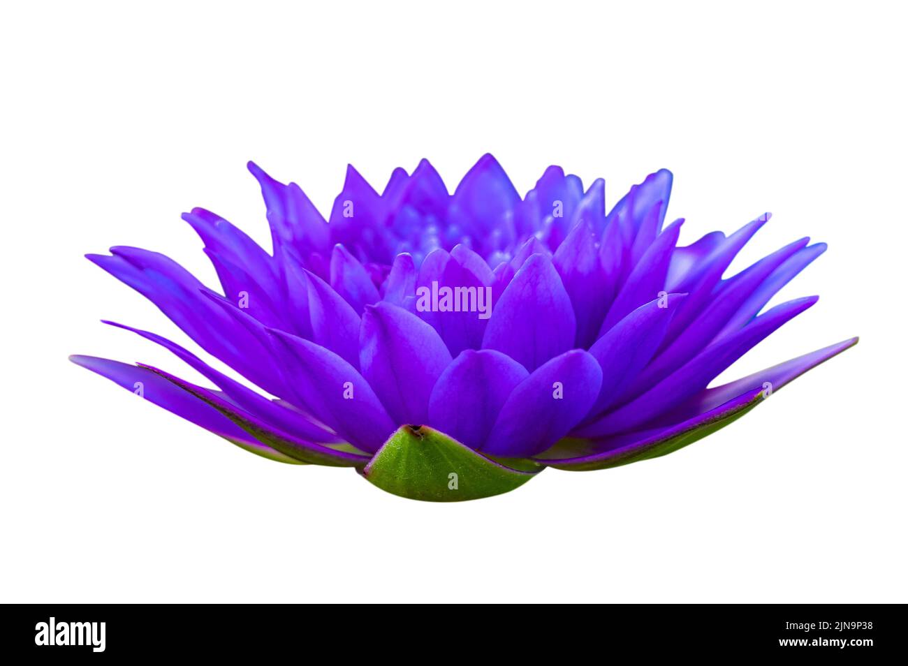 purple lotus on white background isolate Stock Photo