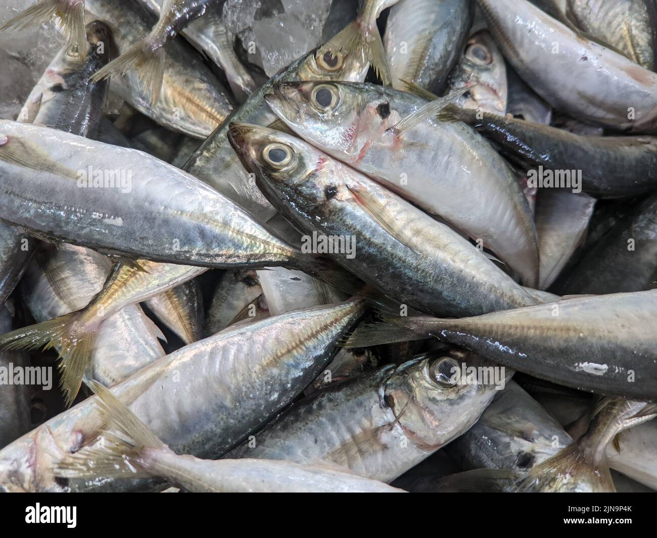 The mackerel scad, is a species of fish of the family, Carangidae Stock