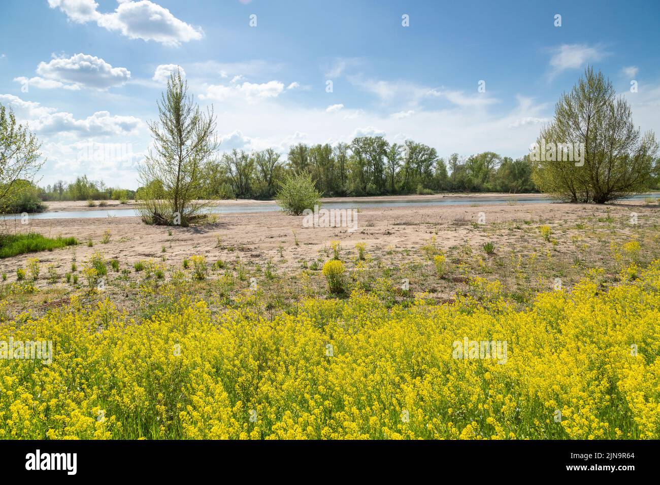 France, Nievre, Pouilly sur Loire, National natural reserve of Val de Loire (Reserve naturelle nationale du Val de Loire) discovery path along the Loi Stock Photo