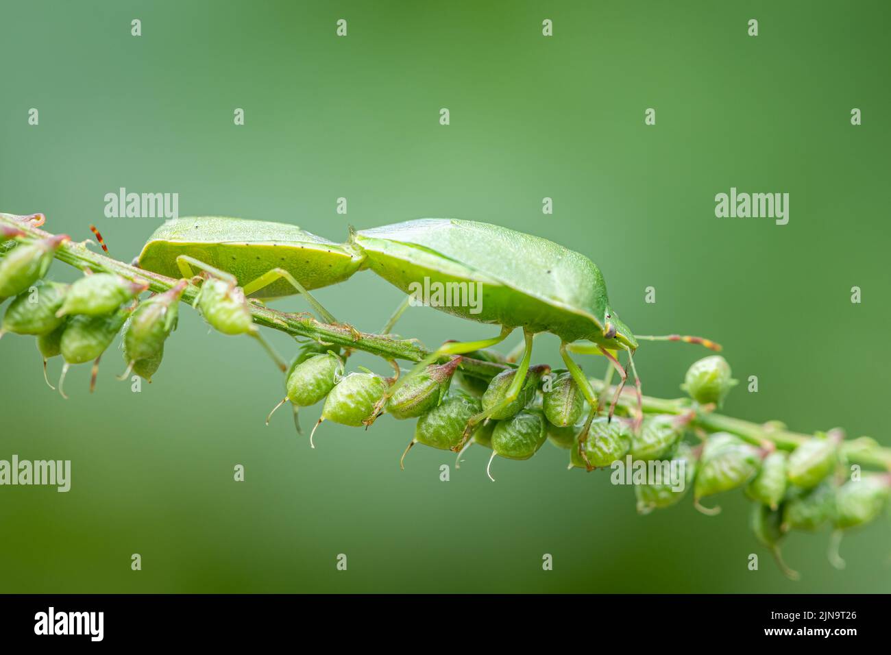 Closeup of two adult green shield bugs (Palomena prasina, Pentatomidae) sitting on a green leaf Stock Photo