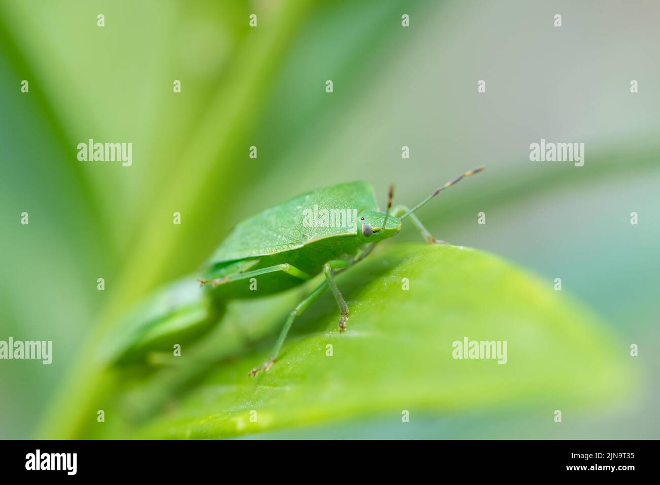 Closeup of two adult green shield bugs (Palomena prasina, Pentatomidae) sitting on a green leaf Stock Photo