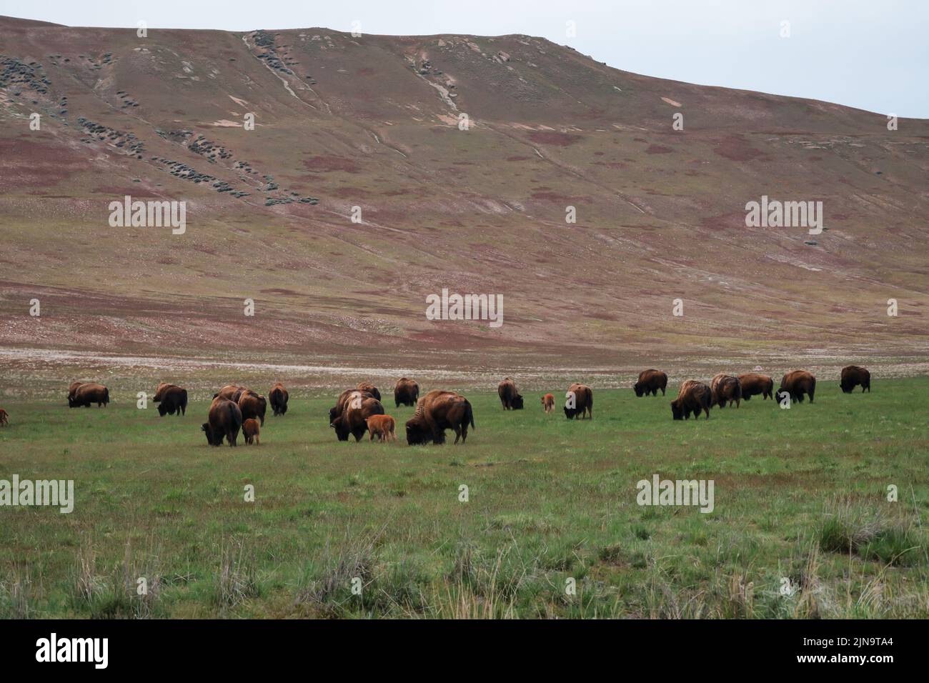 A herd of bison roaming the Great Salt Lake of Utah Stock Photo
