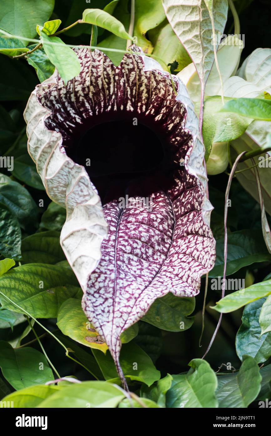 Front view of a pelican flower (Aristolochia grandiflora Stock Photo