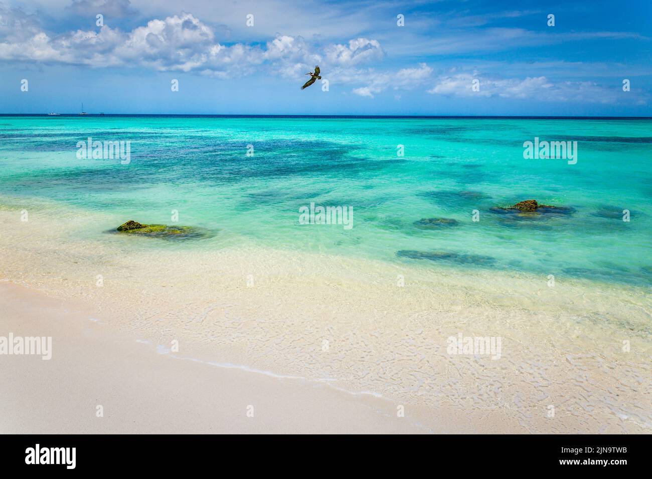 Pelican flying over idyllic caribbean beach in Aruba, Dutch Antilles