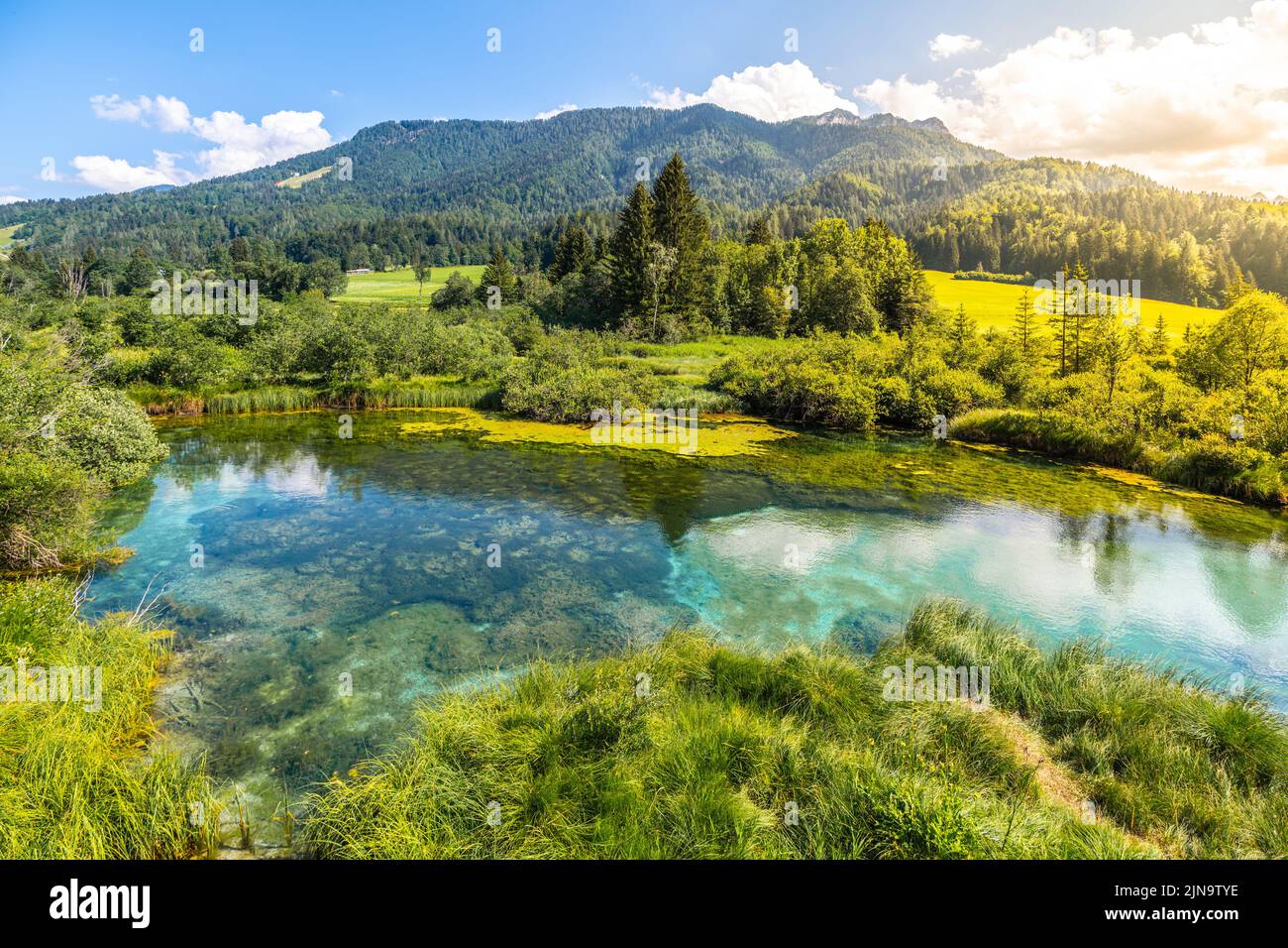 Zelenci - emerald-green lake in the mountains Stock Photo