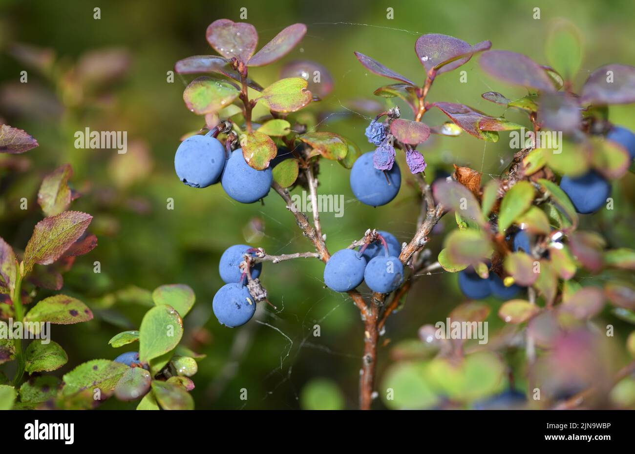 European blueberries (Vaccinium myrtillus) from south-western Norway in August. Stock Photo