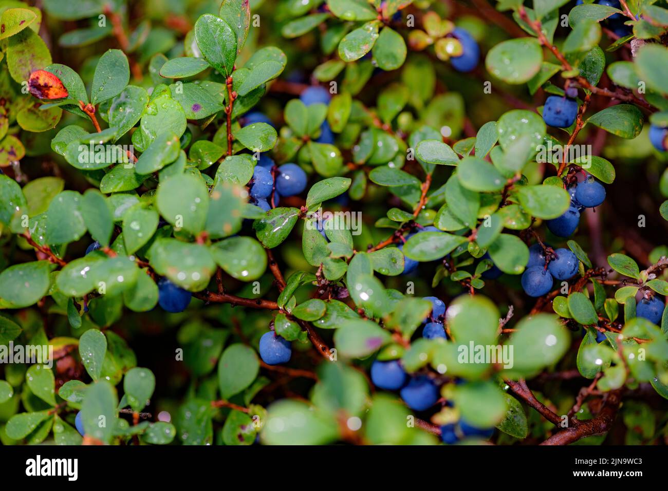 European blueberries (Vaccinium myrtillus) from south-western Norway in August. Stock Photo