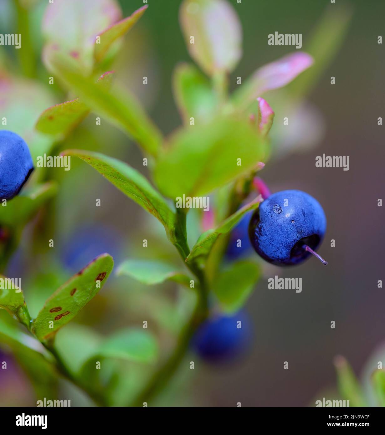 European blueberry (Vaccinium myrtillus) from south-western Norway in August. Stock Photo