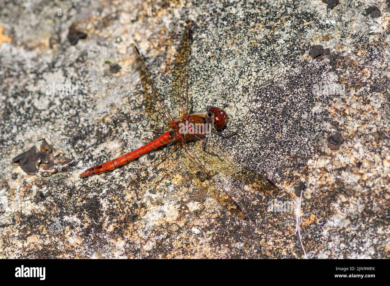 Vagrant darter (Sympetrum vulgatum) from Hidra, south-western Norway in August. Stock Photo