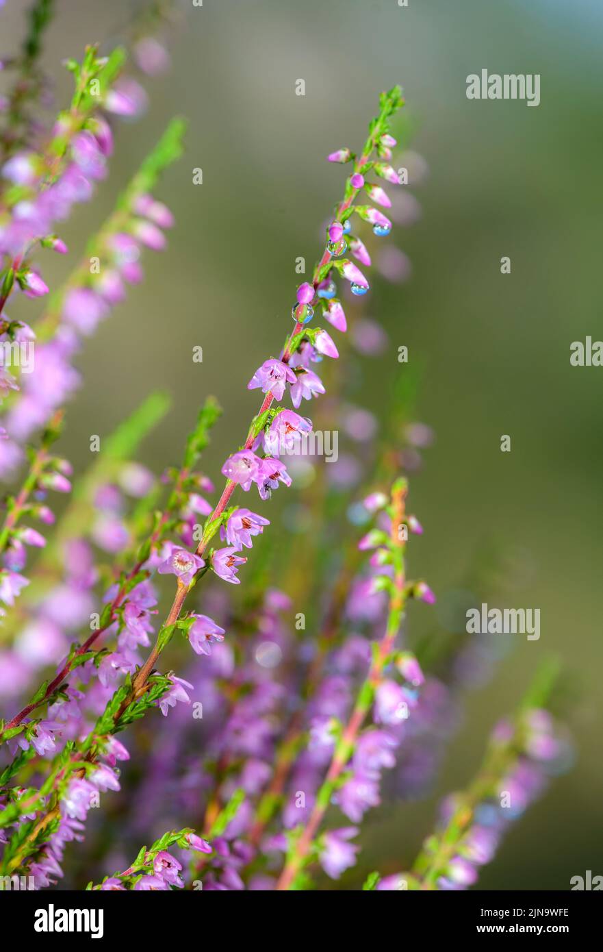 Common heather (Calluna vulgaris) from Hidra, south-western Norway in August. Stock Photo
