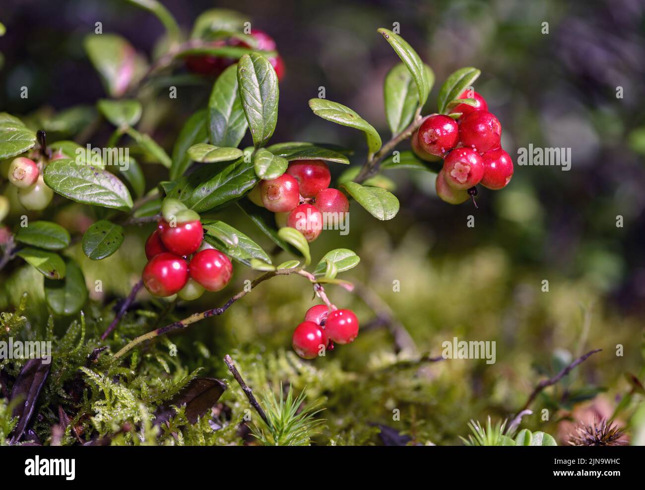 Lingonberries (Vaccinium vitis-idaea) from Hidra, south-western Norway in August. Stock Photo