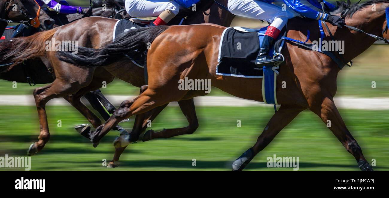 Symbol image: Horse racing (Gallop) Stock Photo