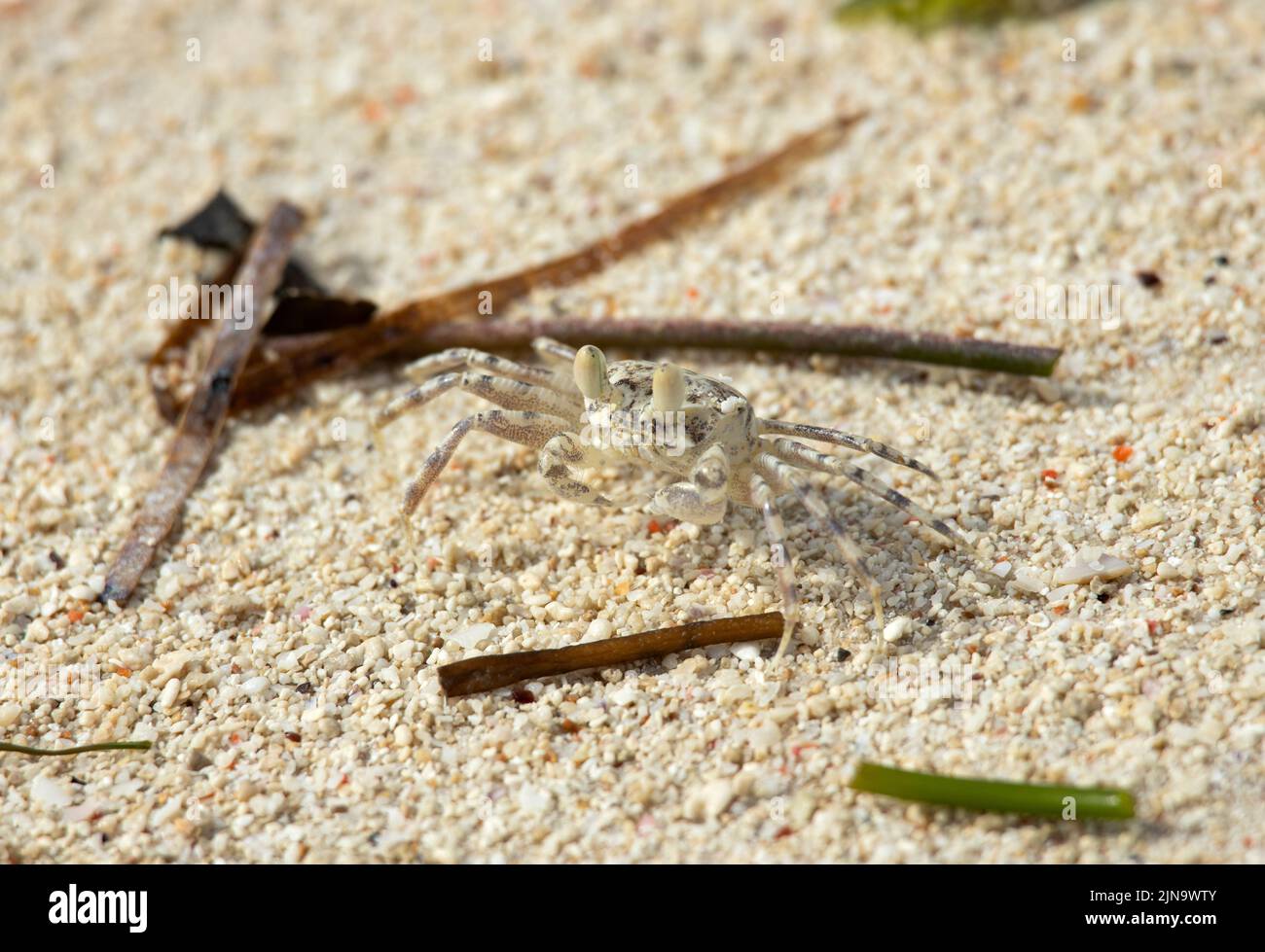 Ghost Crabs are common along sandy beaches of the tropical Indo-Pacific Ocean. They scurry along the wave fringes and excavate bolt holes on the fring Stock Photo