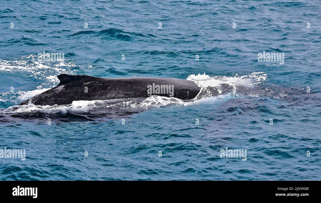 124 Southern humpback whale-Megaptera novaeangliae australis in Moreton Bay. Brisbane-Australia. Stock Photo
