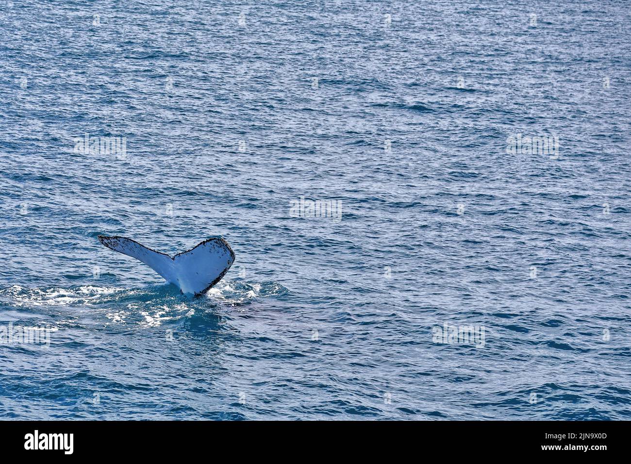 126 Southern humpback whale-Megaptera novaeangliae australis lobtailing in Moreton Bay. Brisbane-Australia. Stock Photo
