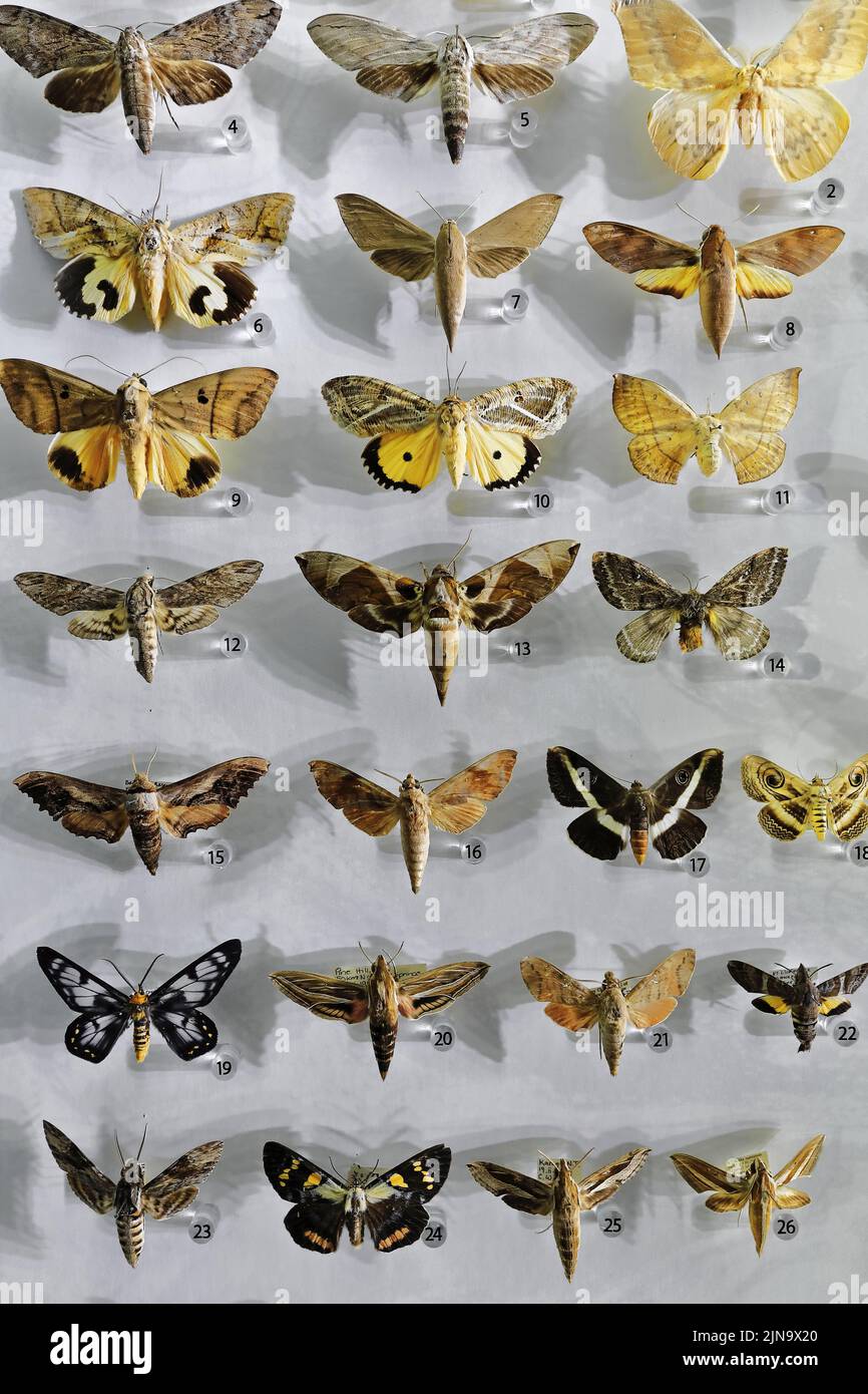 140 Set of pinned moths displayed in a specimen drawer. Darwin-Australia. Stock Photo