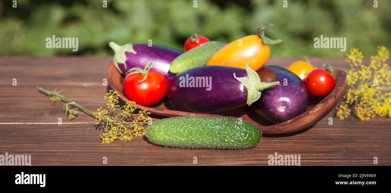 Fresh vegetables from the garden, eggplant, tomatoes, cucumbers, dill on a wooden table with blurred green background Stock Photo