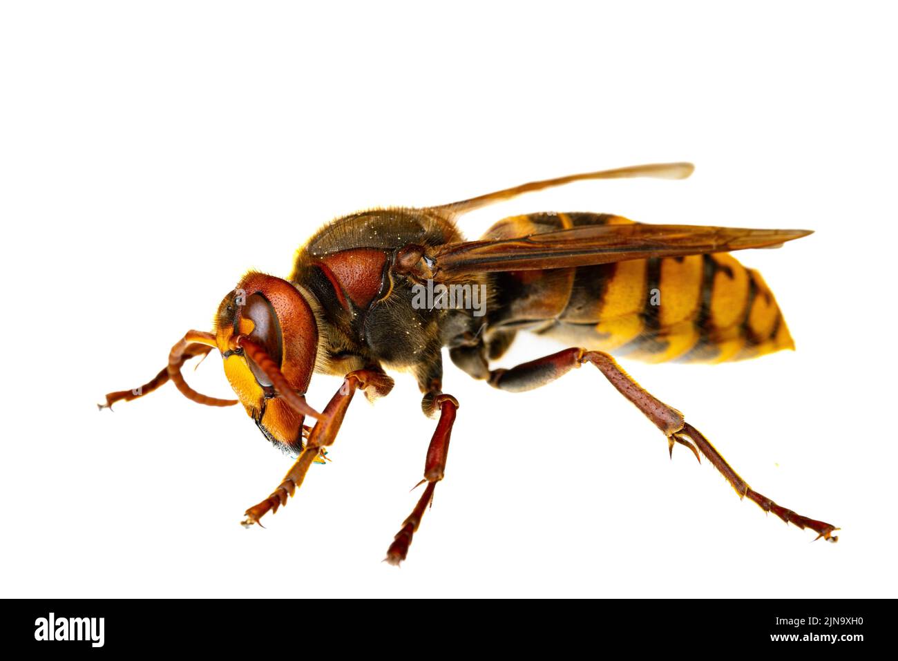 insects of europe - wasps: macro of  european hornet  ( Vespa crabro - Europäische Hornisse )  isolated on white background Stock Photo