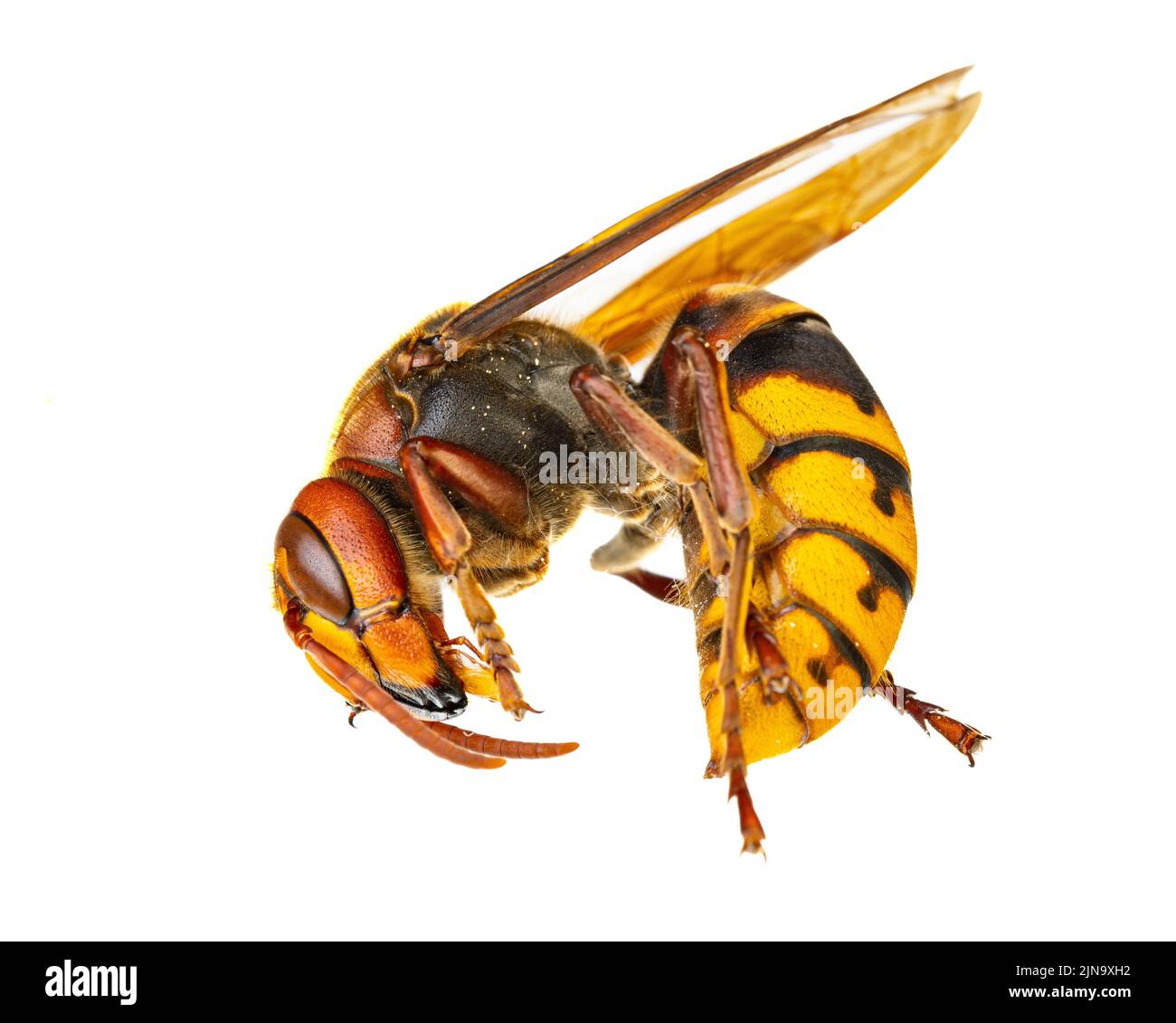 insects of europe - wasps: macro of  european hornet  ( Vespa crabro - Europäische Hornisse )  isolated on white background Stock Photo