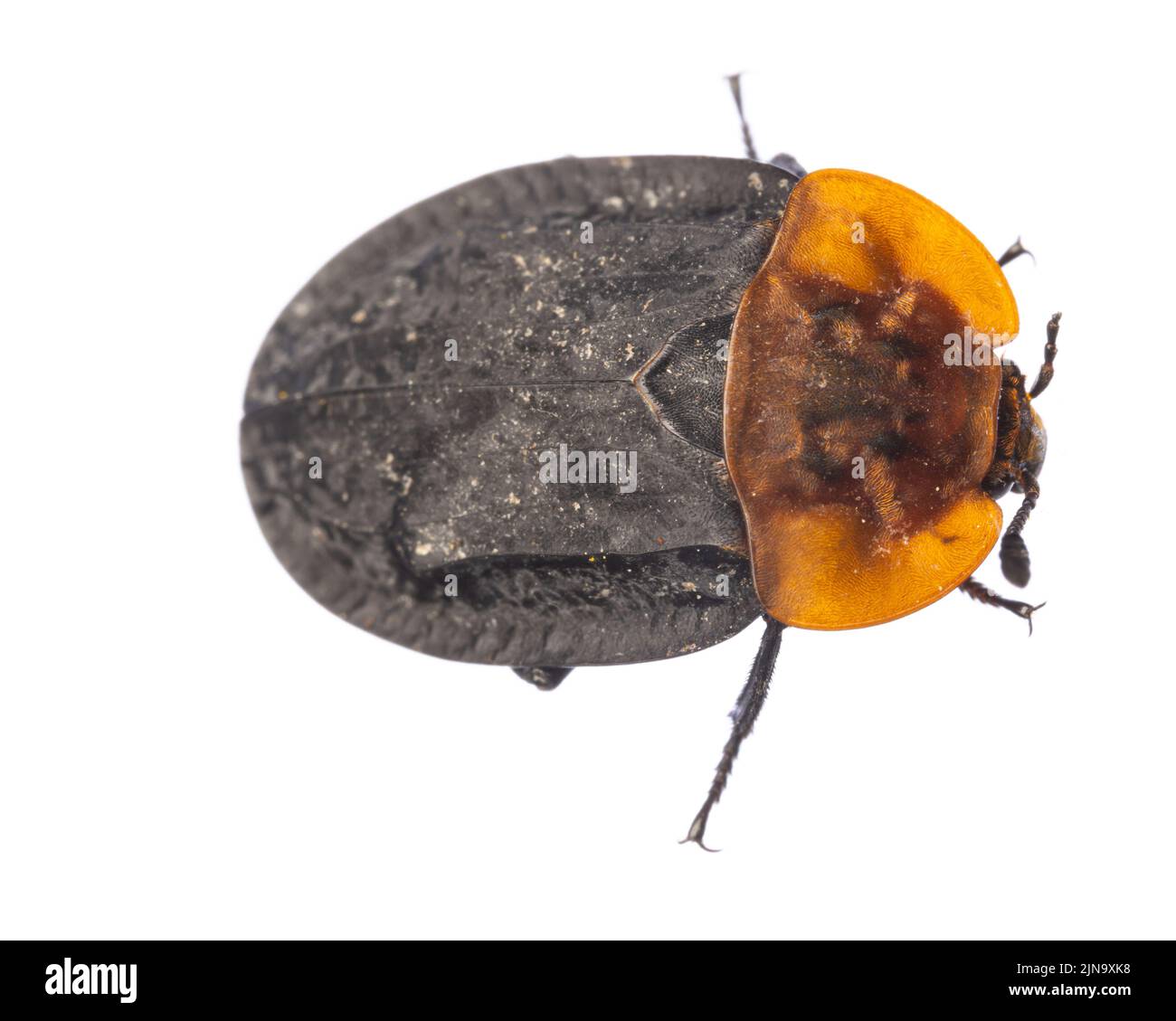 insects of europe - beetles: top view macro of red-breasted carrion beetle ( Oiceoptoma thoracicum german Rothalsige Silphe )  isolated on white backg Stock Photo