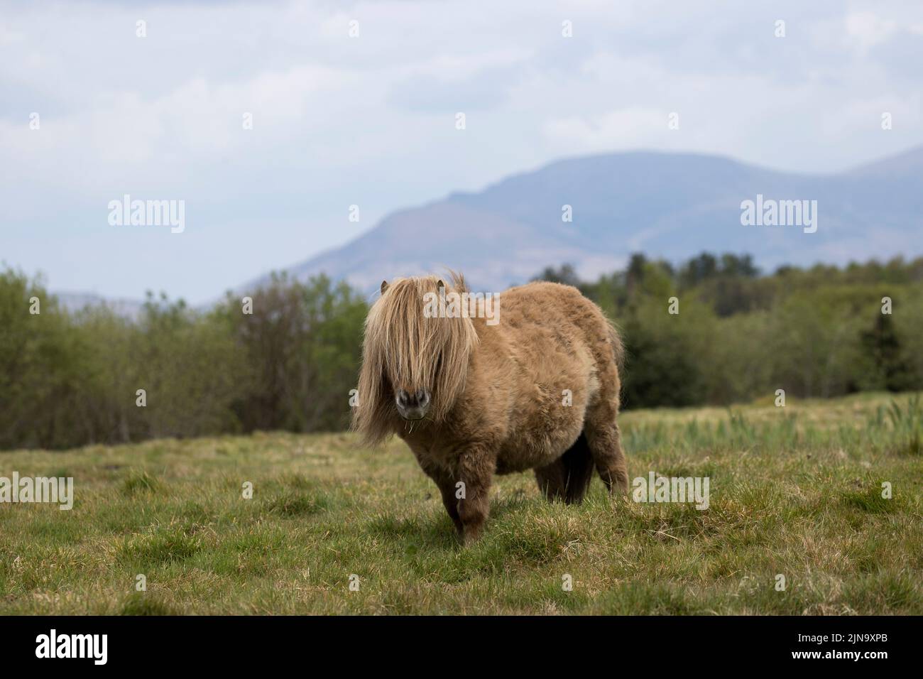 At risk rare Falabella miniature pony ponies horse running County Kerry Ireland Stock Photo