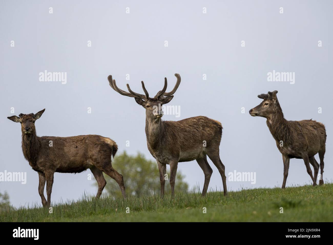 Herd of indignerous red deers, present since neolithic times in the Killarney Valley, County Kerry, Ireland Stock Photo