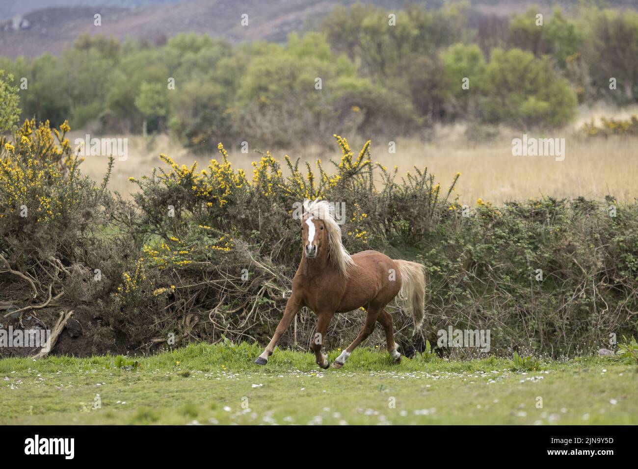 At risk rare Kerry bog pony ponies horse running County Kerry Ireland Stock Photo